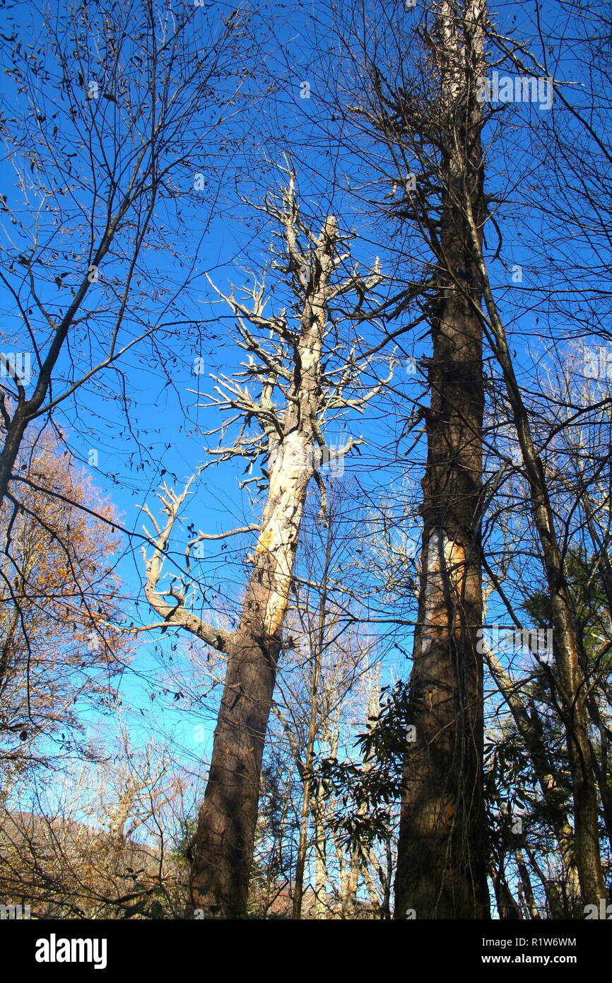 Dead Hemlock Tree Stock Photo Alamy