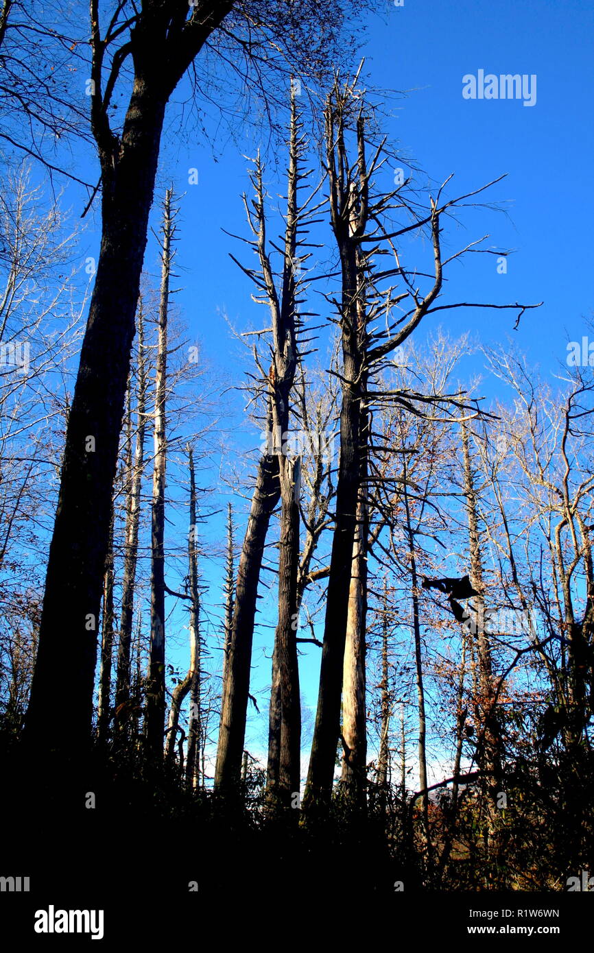 Dead Hemlock Tree Stock Photo Alamy