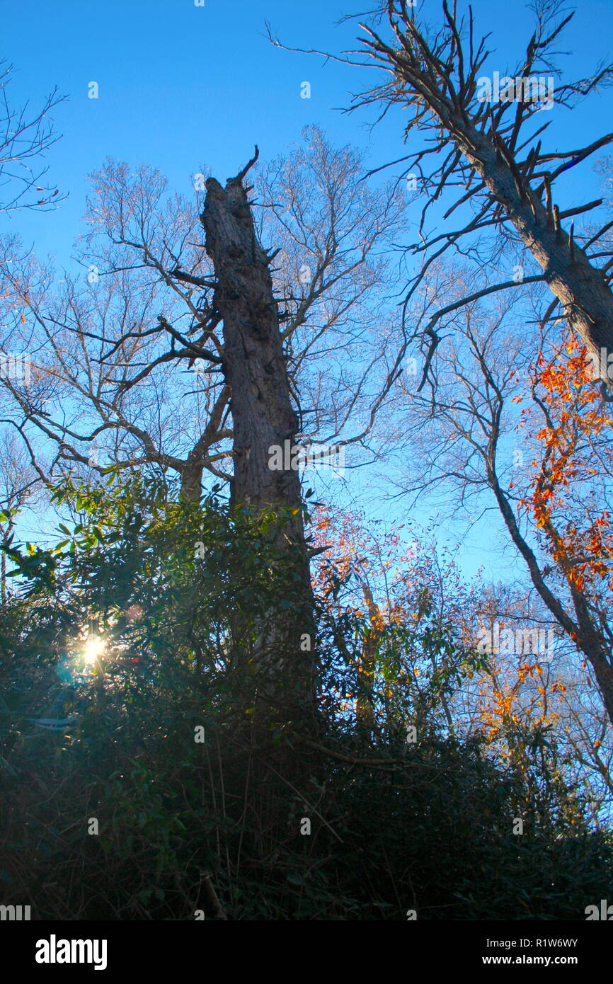 Dead Hemlock Tree Stock Photo Alamy