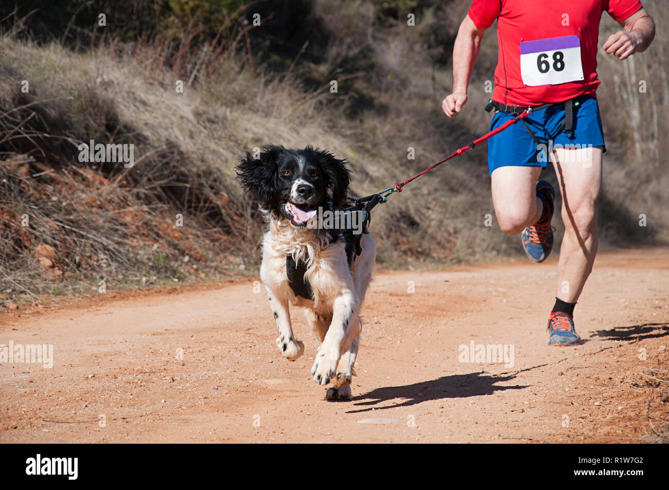 Dog and man taking part in a popular canicross race Stock Photo - Alamy