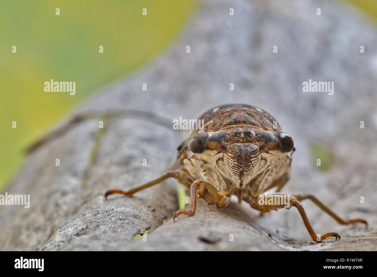 A female cicada (Megatibicen figuratus) on a piece of bark facing the ...