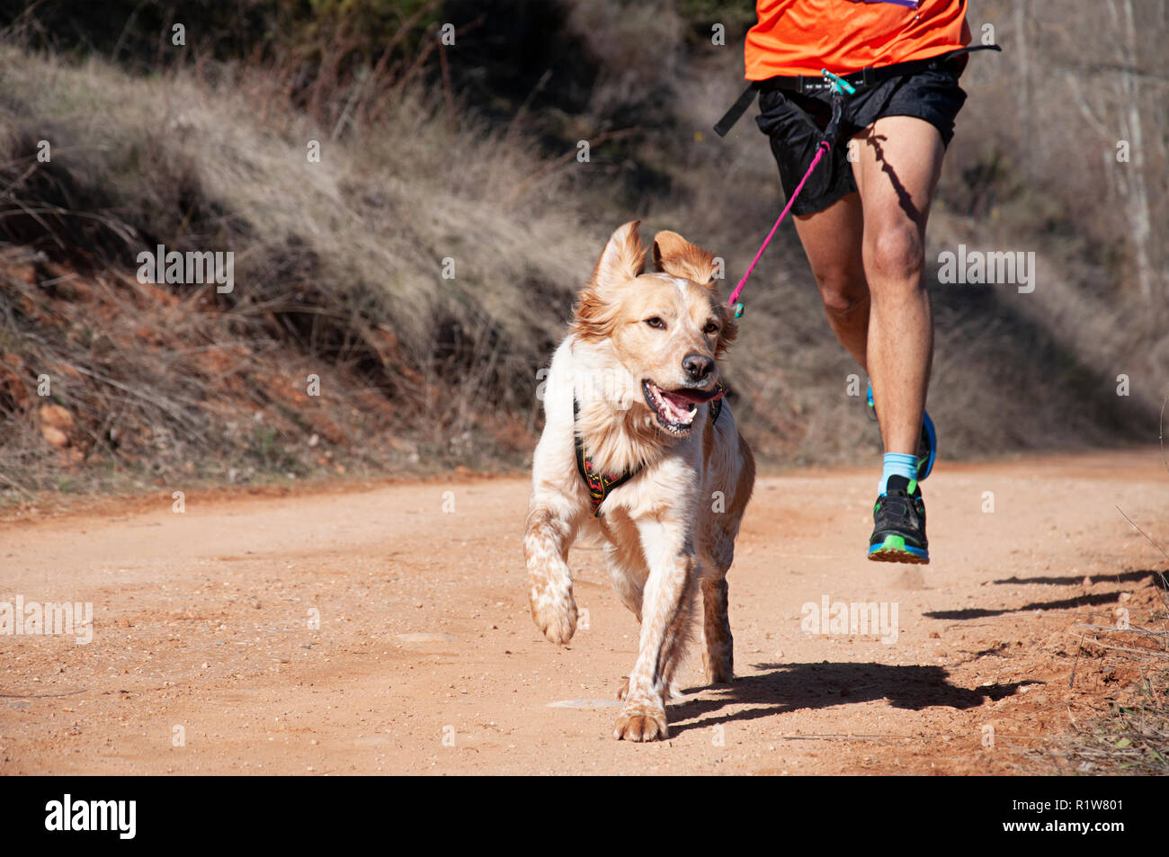 Dog and man taking part in a popular canicross race Stock Photo - Alamy