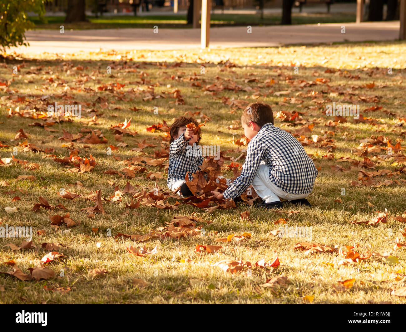Two brother boys playing with the leaves of the trees fallen on the ground in a park in autumn Stock Photo