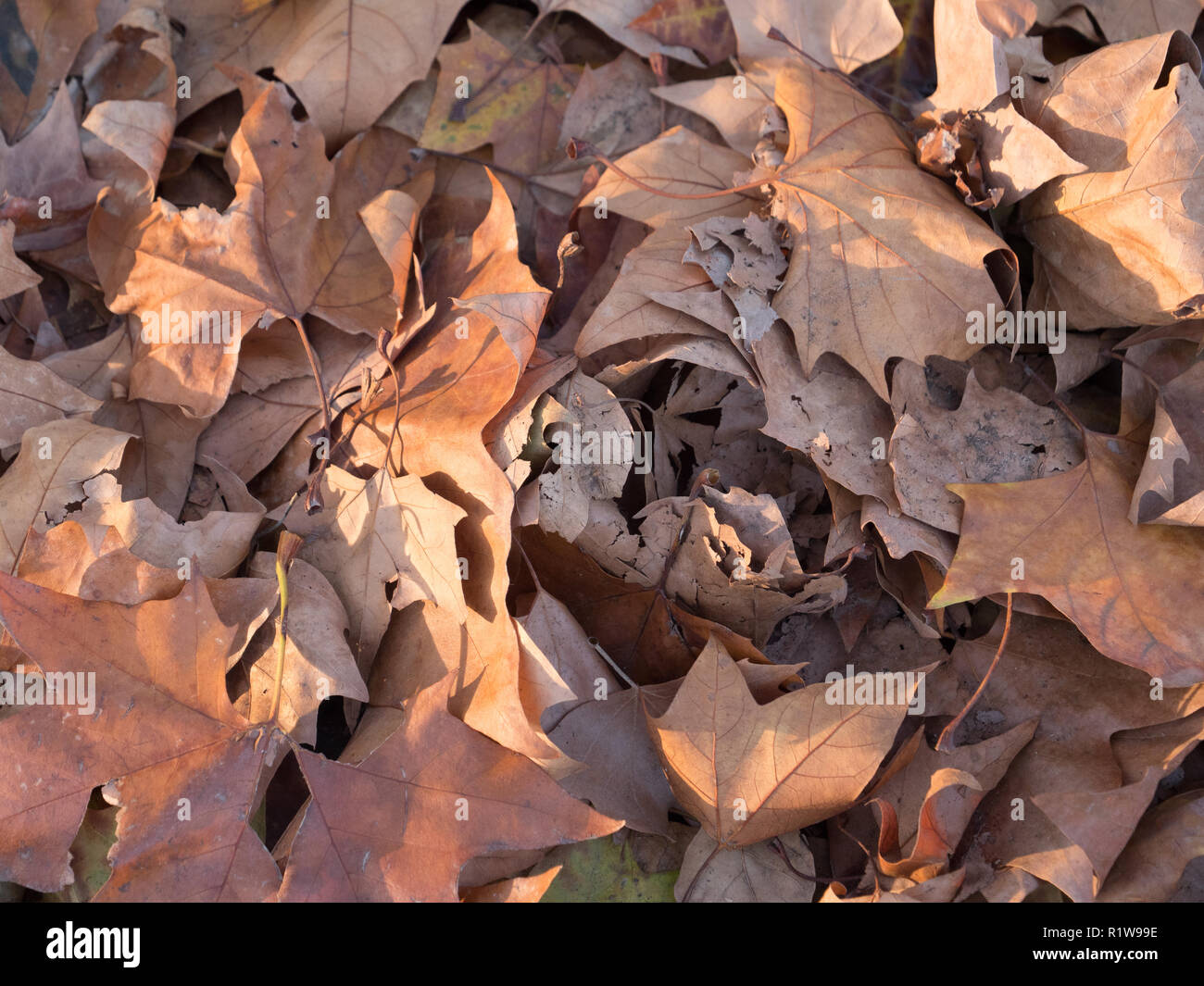 Leaves seen on ground hi-res stock photography and images - Alamy