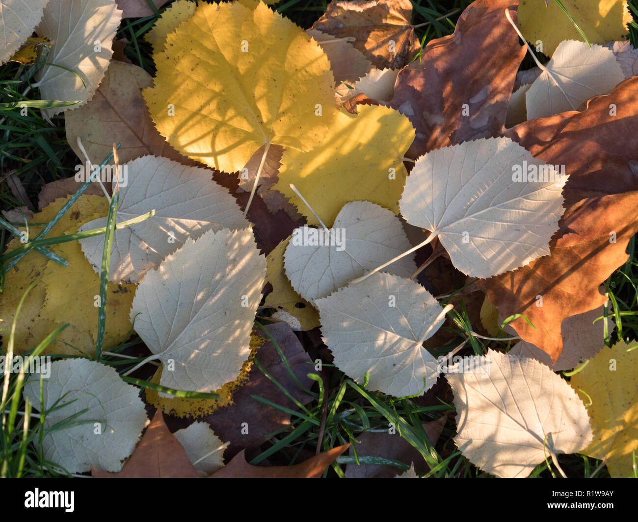 Yellow leaves seen in autumn  on the ground. Stock Photo