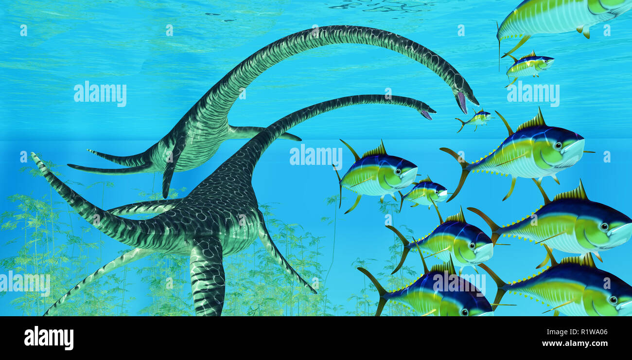 Yellowfin tuna try to escape the jaws of two Elasmosaurus marine reptiles during the Cretaceous