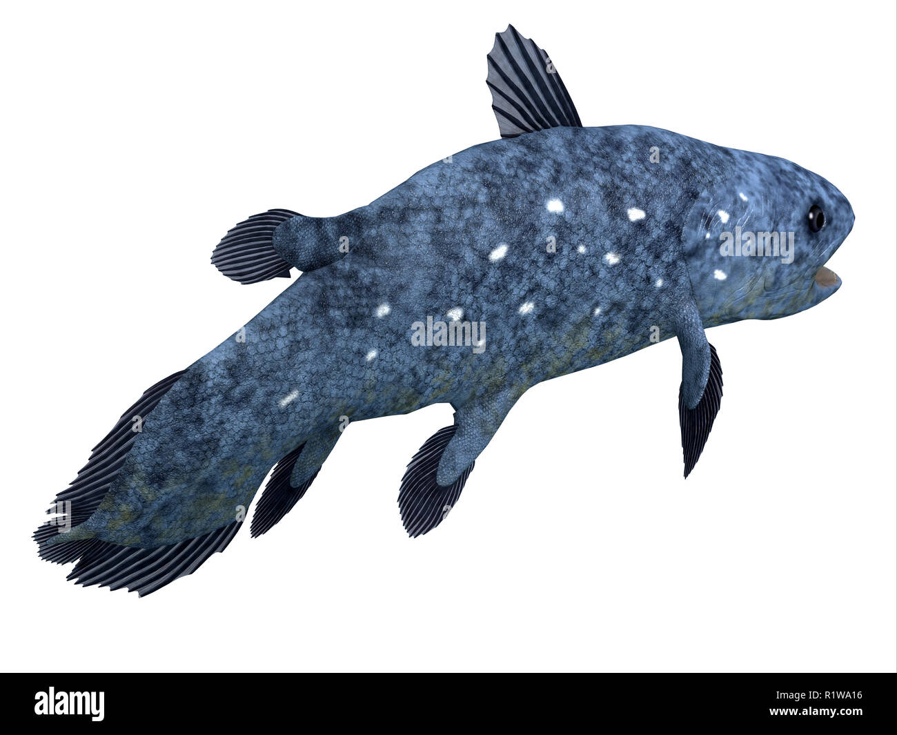 The Coelacanth fish was thought to be extinct but was found to be a living species in present times. Stock Photo