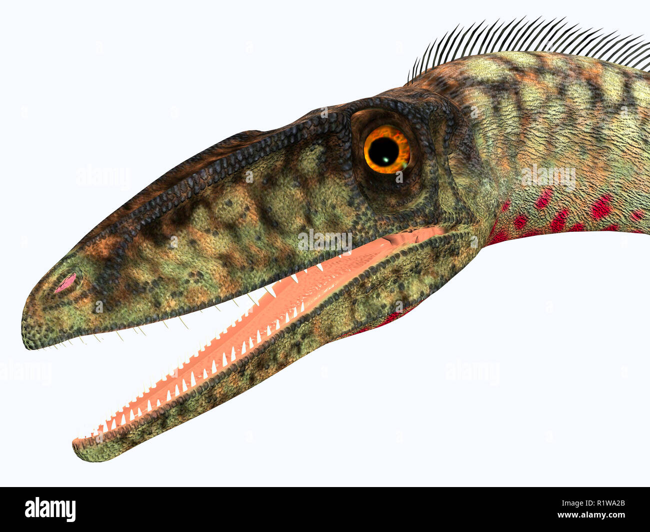 Coelophysis was a carnivorous theropod dinosaur that lived in the Triassic Period of North America. Stock Photo
