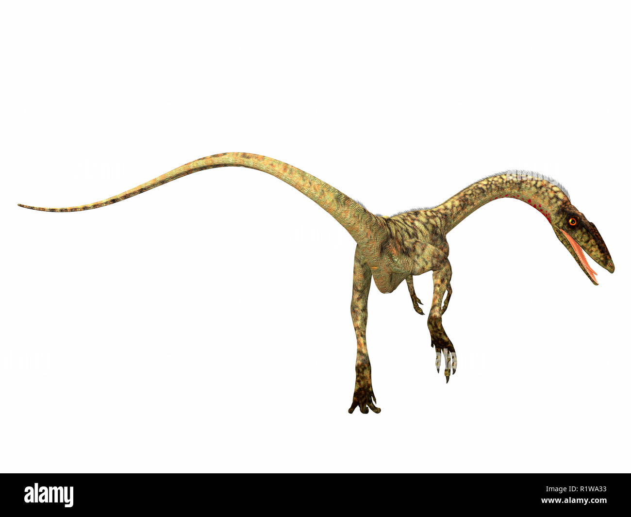 Coelophysis was a carnivorous theropod dinosaur that lived in the Triassic Period of North America. Stock Photo