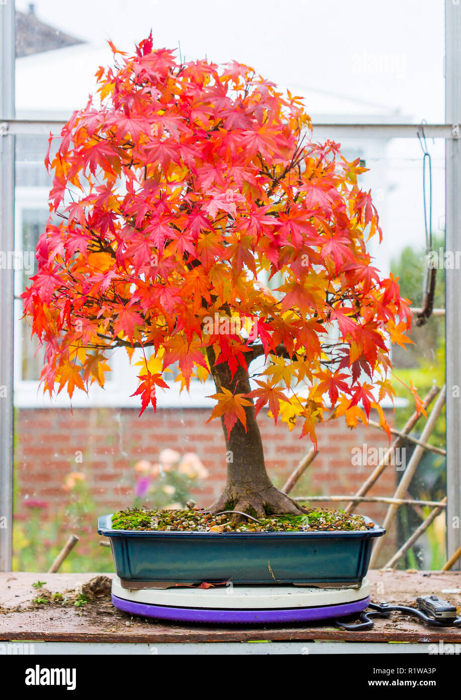 3 November 2018 A japanese maple Acer Palmatum deciduous bonsai in training by an enthusiast in Northern Ireland United Kingdom. Seen after somelight  Stock Photo