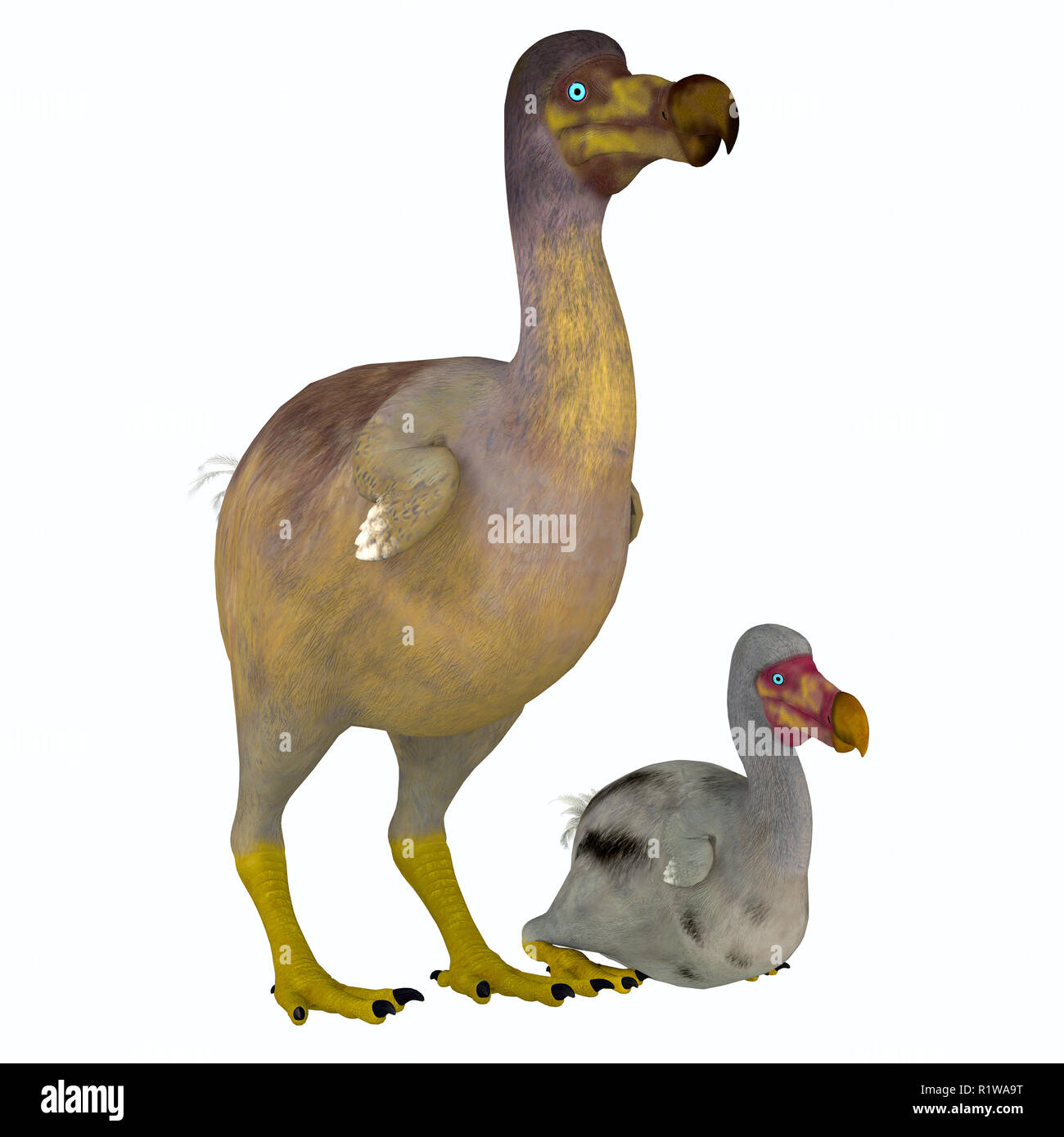 The Dodo is an extinct flightless bird that lived on Mauritius Island in the Indian Ocean near Madagascar. Stock Photo