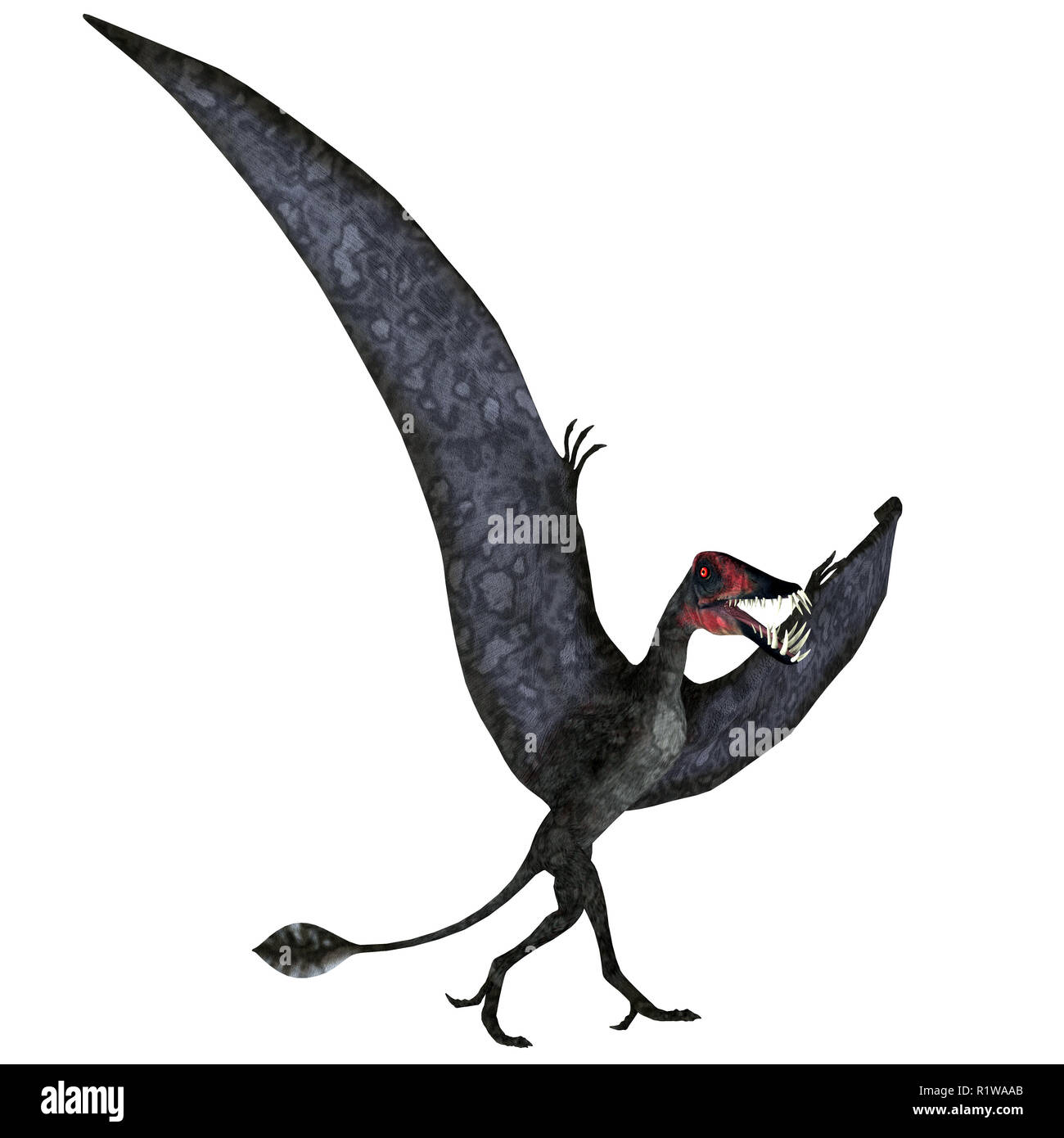 Dorygnathus was a carnivorous Pterosaur reptile that lived in Europe during the Jurassic Period. Stock Photo