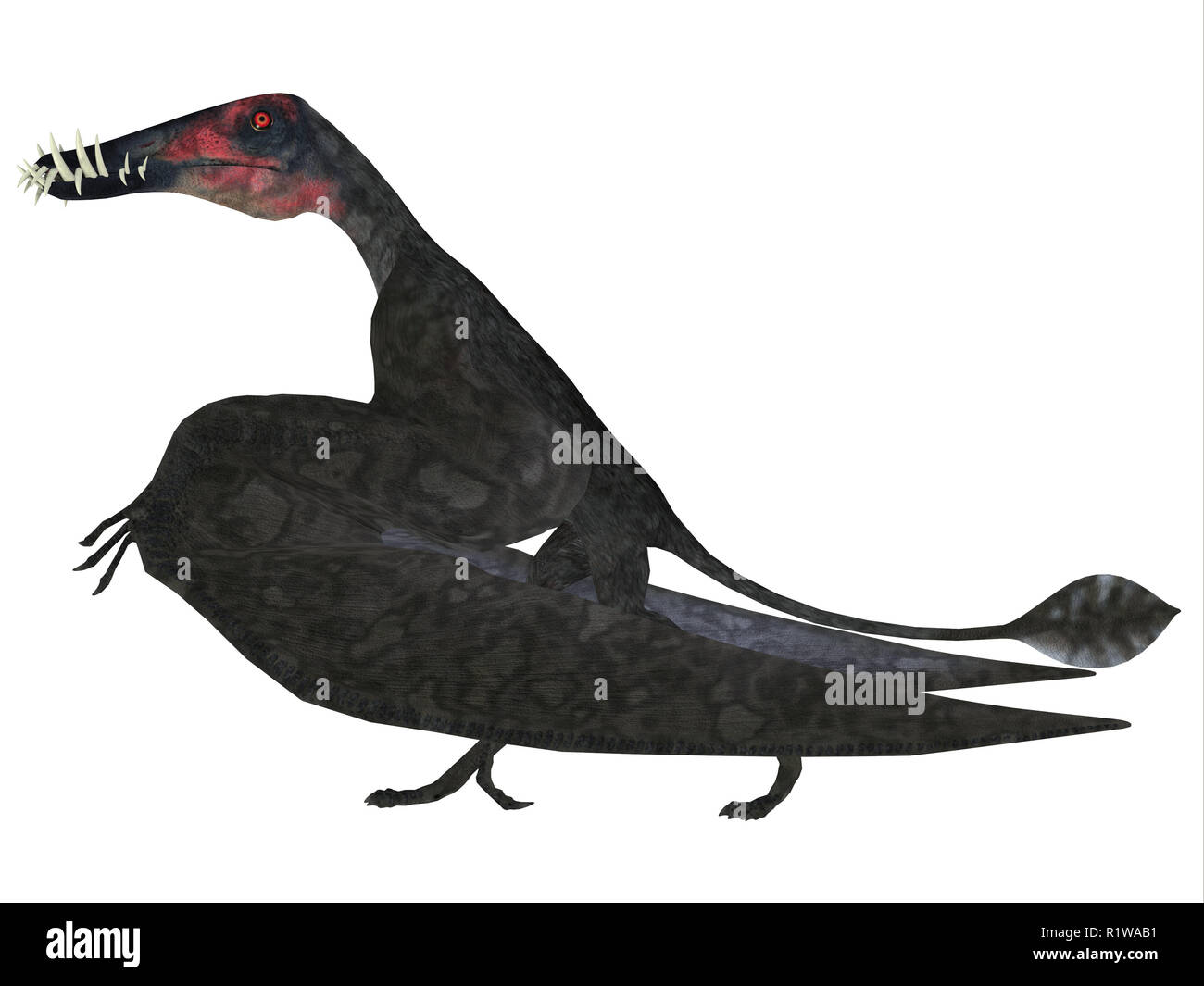Dorygnathus was a carnivorous Pterosaur reptile that lived in Europe during the Jurassic Period. Stock Photo