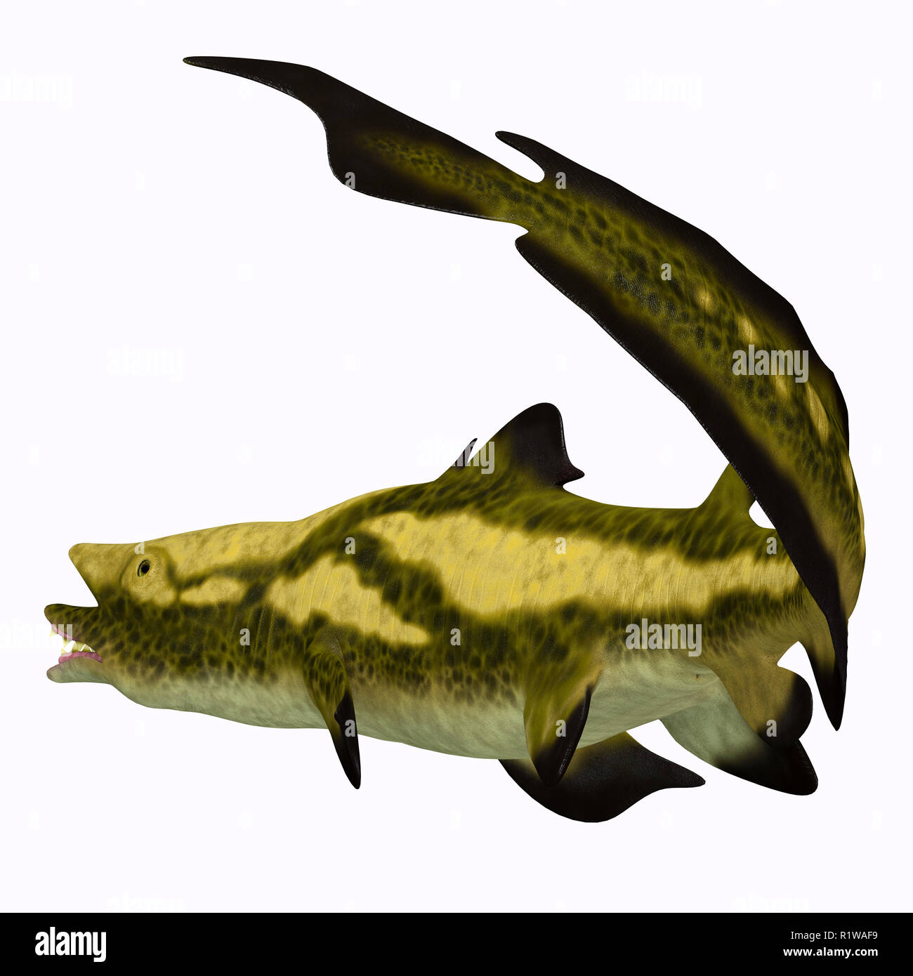 Edestus was an early shark that lived during the Carboniferous Period in North America, England and Russia. Stock Photo