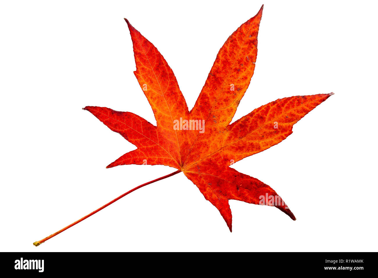 Autumn, multicolored maple leave Stock Photo - Alamy