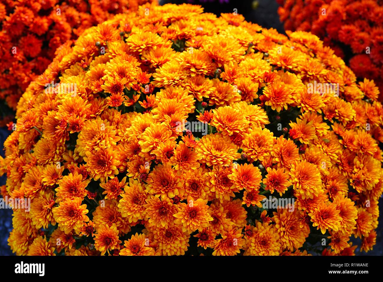 Orange chrysanthemum flowers hi-res stock photography and images - Alamy