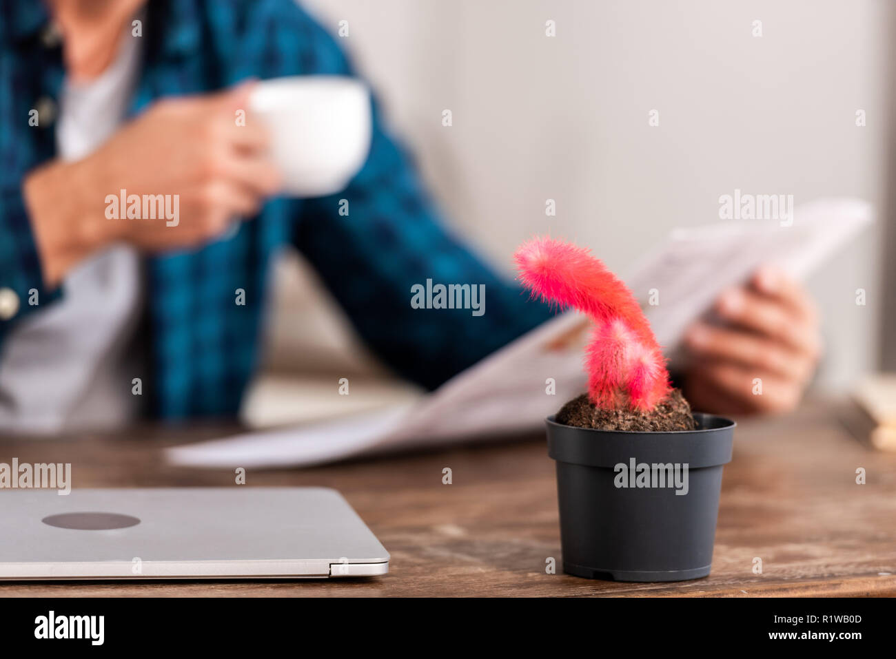 selective focus of pink acalypha hispida in pot and laptop with man reading newspaper behind at table Stock Photo