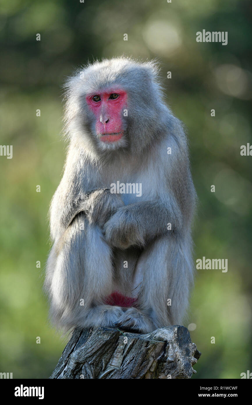 Japanese macaque (Macaca fuscata), captive, sits on branch, Germany Stock Photo