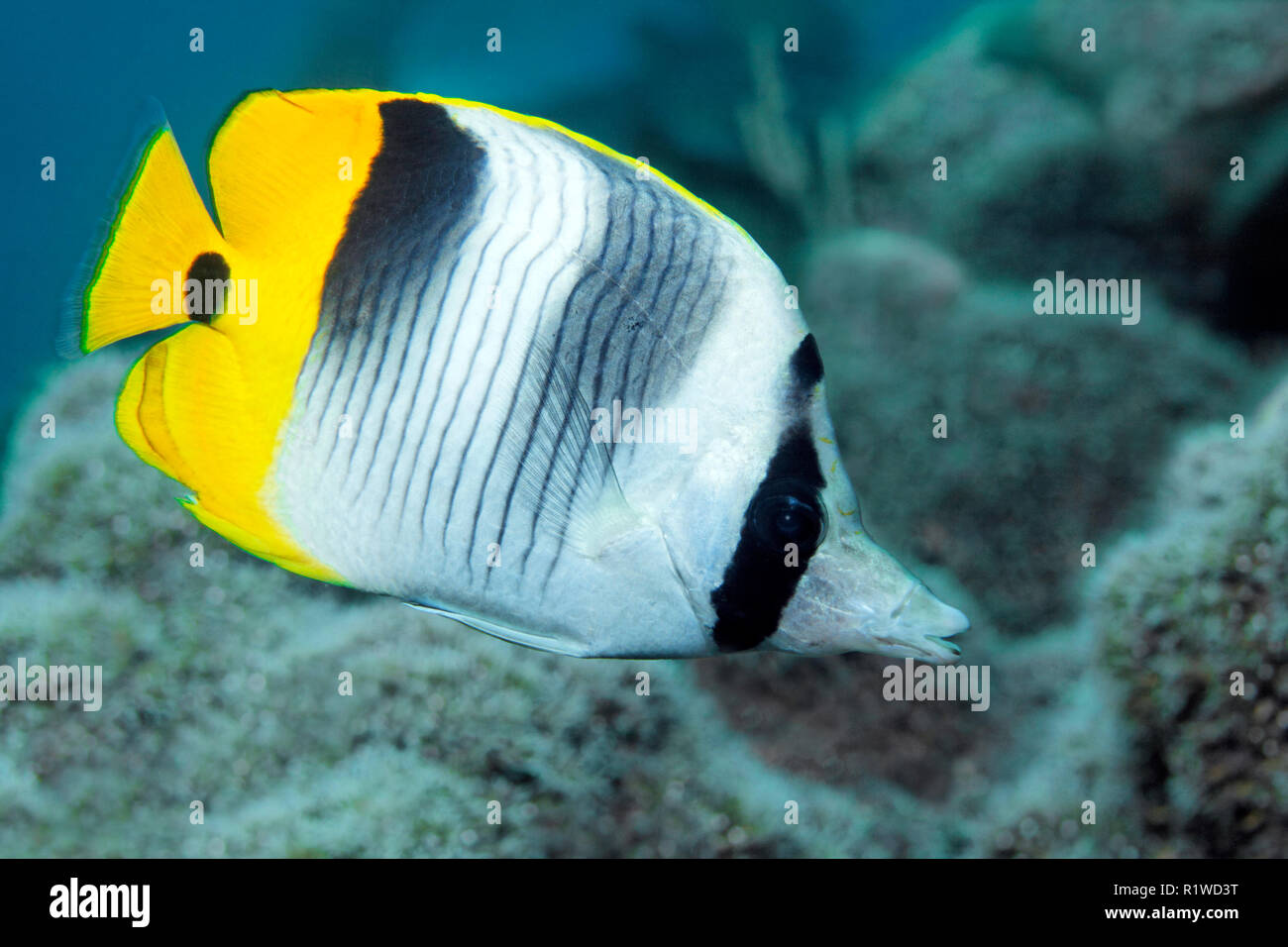 Pacific double-saddle butterflyfish (Chaetodon ulietensis), swims over coral reef, South Sulawesi, Selayar Island, Flores Sea Stock Photo