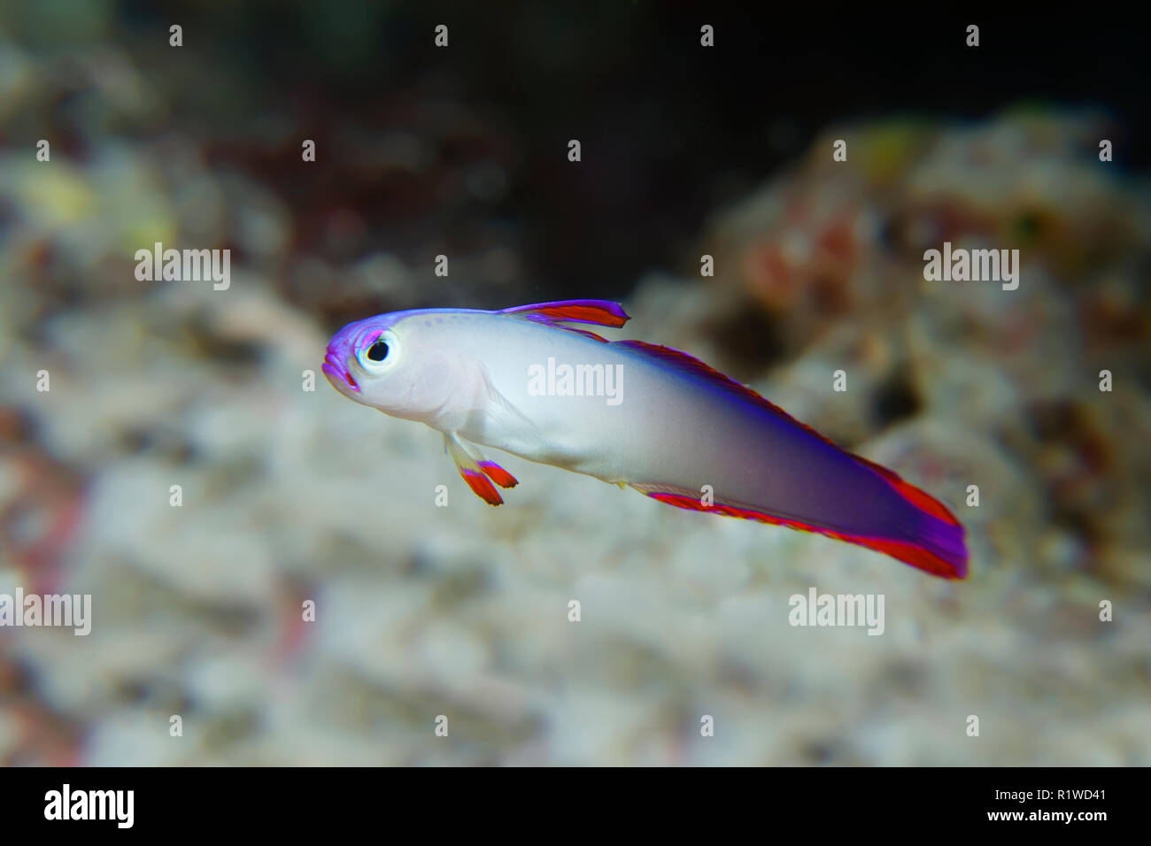 Elegant firefish (Nemateleotris decora) Selayar Island, South Sulawesi, Flores Sea, Pacific, Indonesia Stock Photo