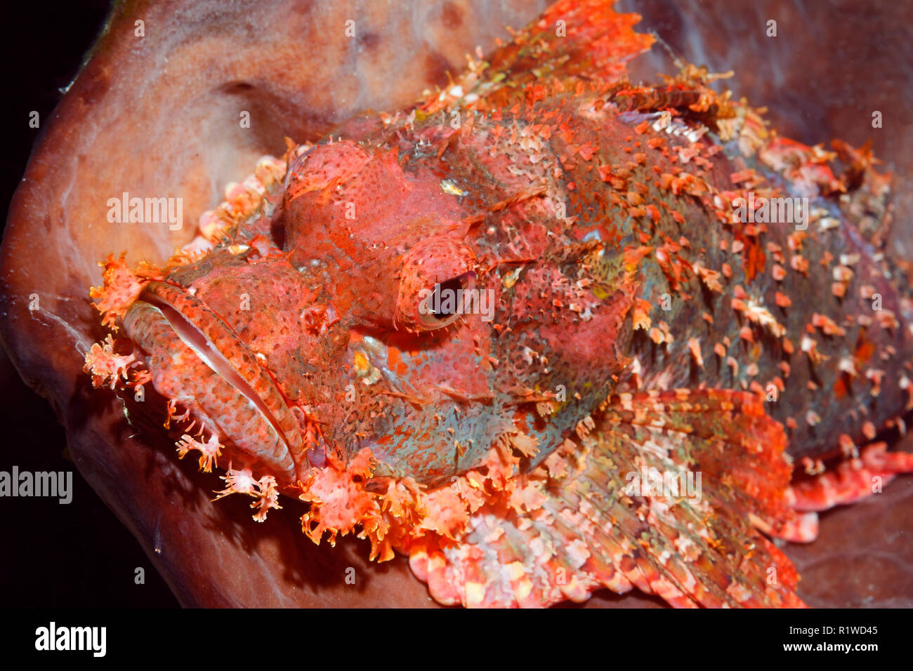 Great Bearded scorpionfish (Scorpaenopsis barbata), animal portrait, Selayar Island, South Sulawesi, Flores Sea, Pacific Ocean Stock Photo