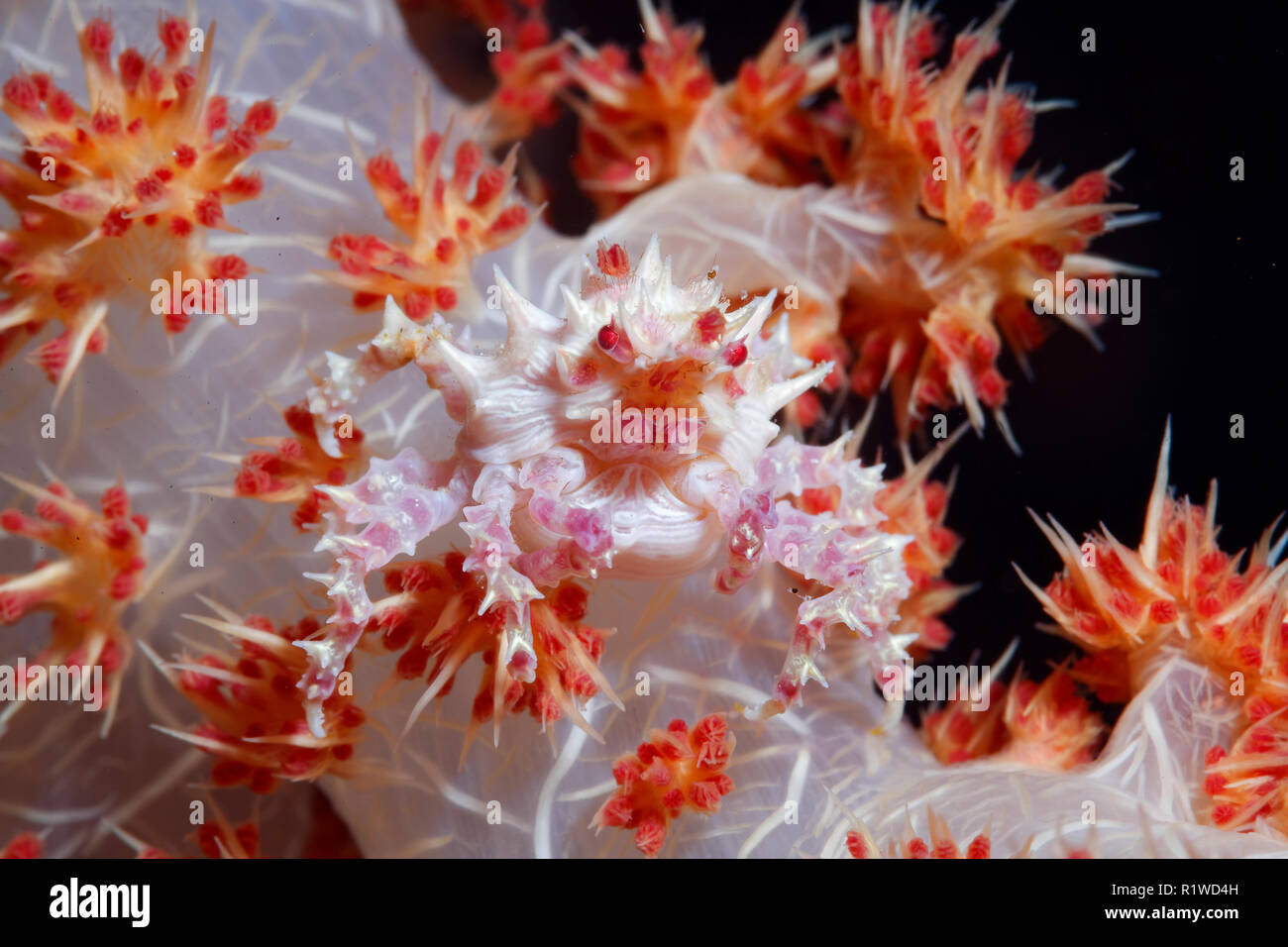 Soft coral spider crab (Hoplophrys oatesii), Selayar, South Sulawesi, Celebes Sea, Pacific, Indonesia Stock Photo