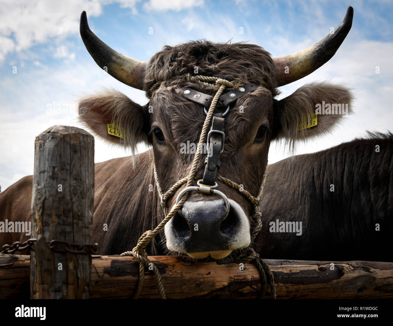 Bull, animal portrait, Bull market, Zug, Switzerland Stock Photo