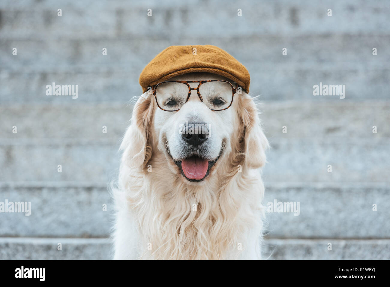 Dog with cap hi-res stock photography and images - Alamy