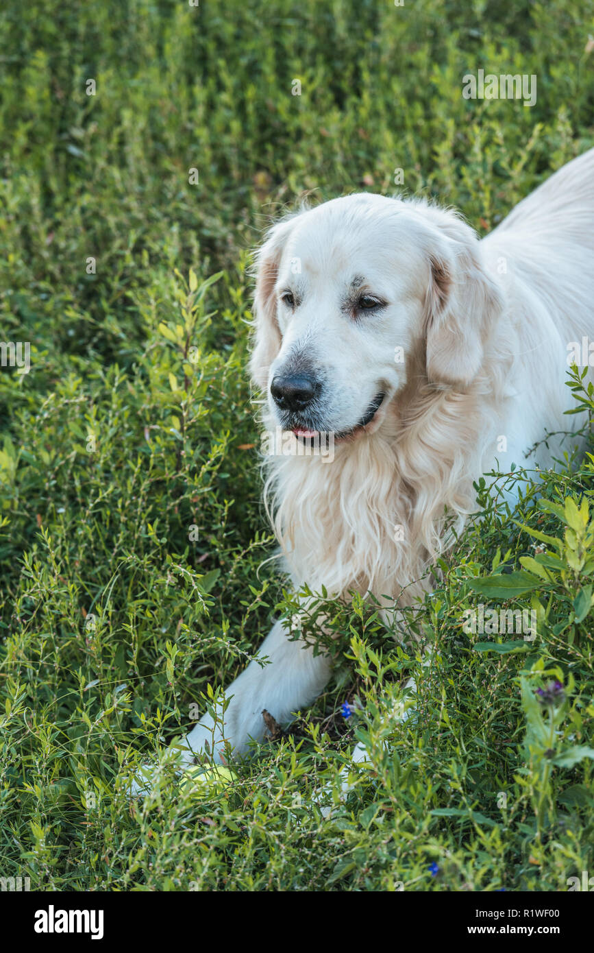 Golden retriever lying on grass hi-res stock photography and images - Alamy