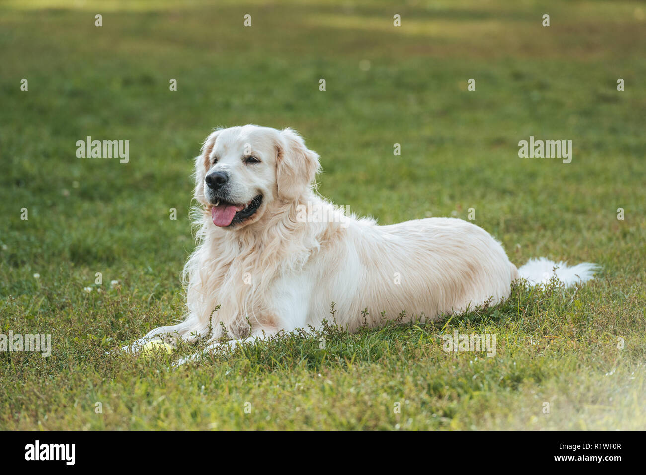 cute funny golden retriever dog lying with tongue out on grass in park ...