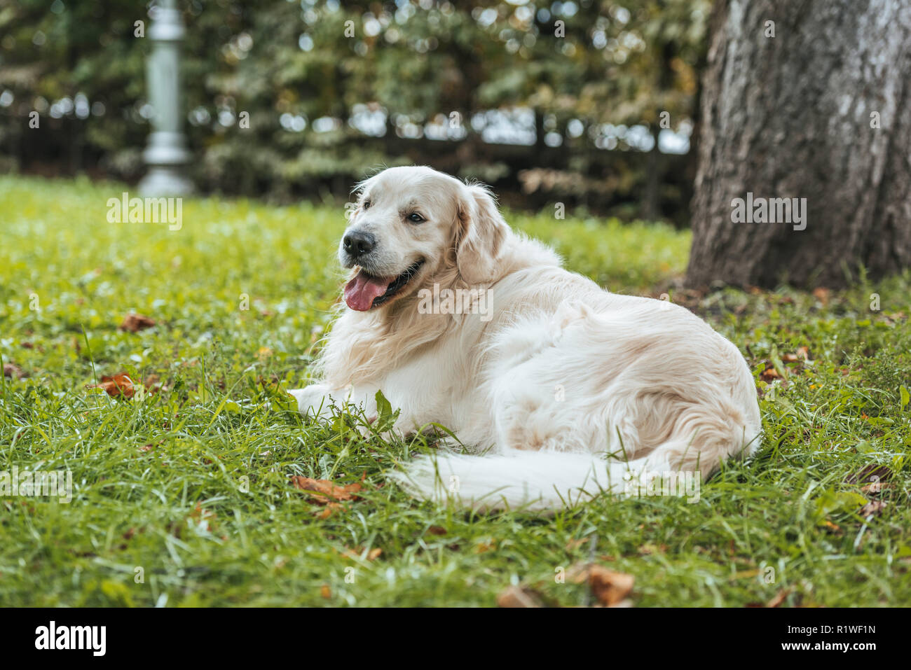 cute playful golden retriever dog lying on green grass in park Stock ...