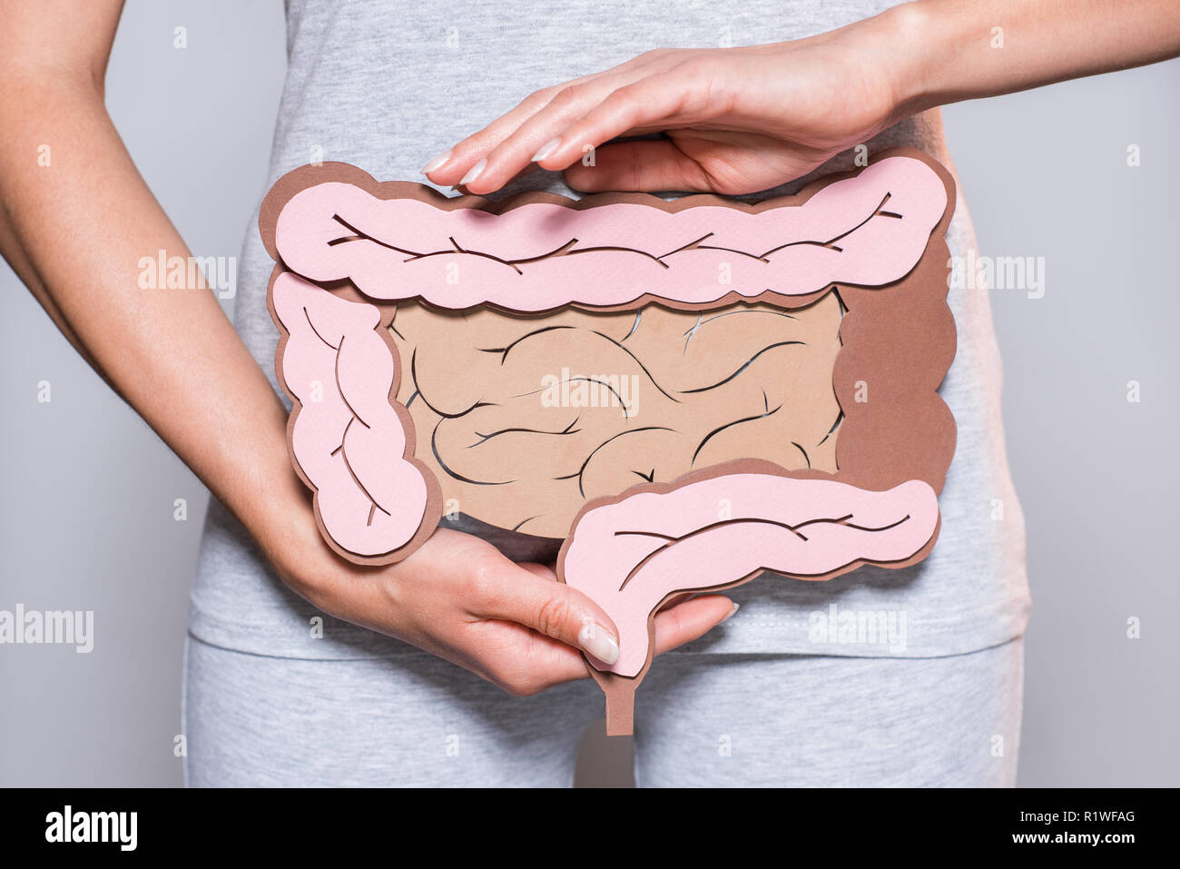 partial view of woman holding paper made large intestine on grey background Stock Photo