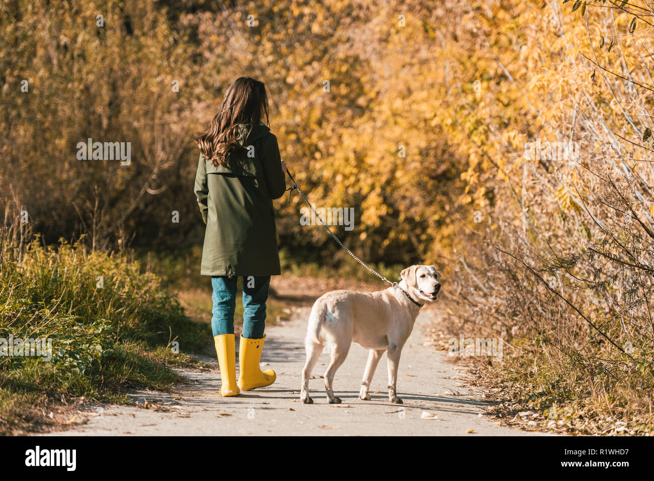 golden retriever rain boots