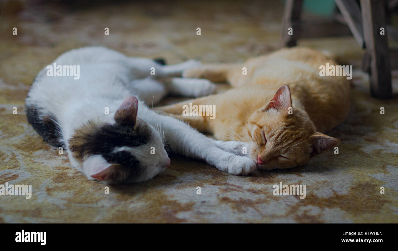 Farm cats sleeping on the farmhouse porch resting after the night prey Stock Photo