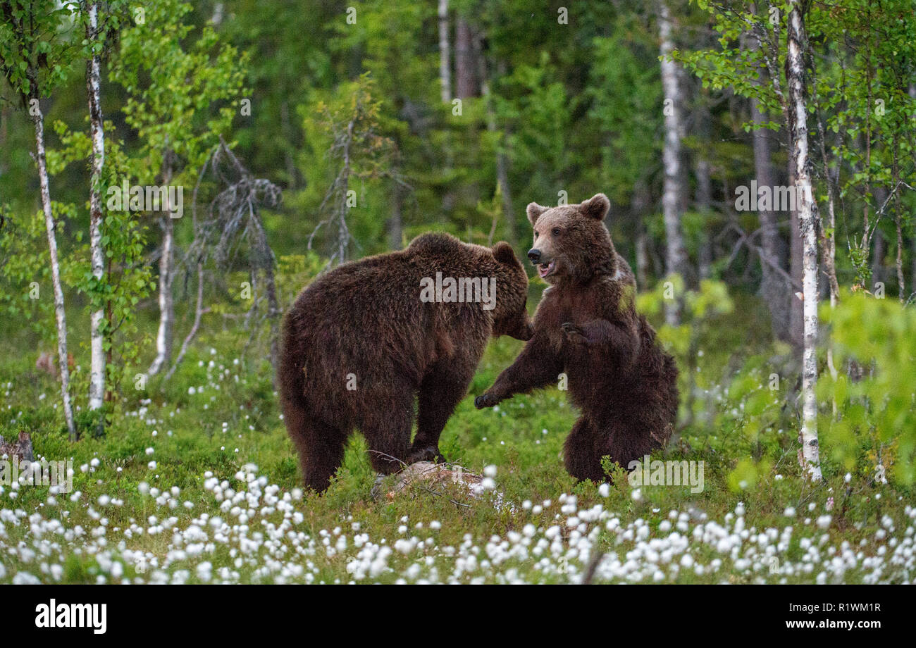 Juvenile Brown Bears playfully fighting, Scientific name: Ursus Arctos Arctos. Summer green forest background. Natural habitat. Stock Photo