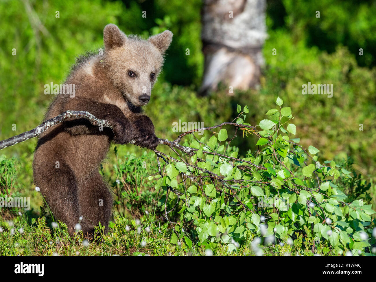 Brown Bear Cub play with birch branch in summer forest among white ...
