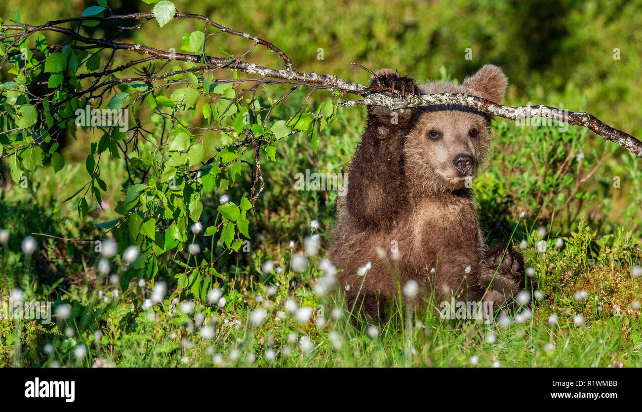 Brown Bear Cub play with birch branch in summer forest among white ...