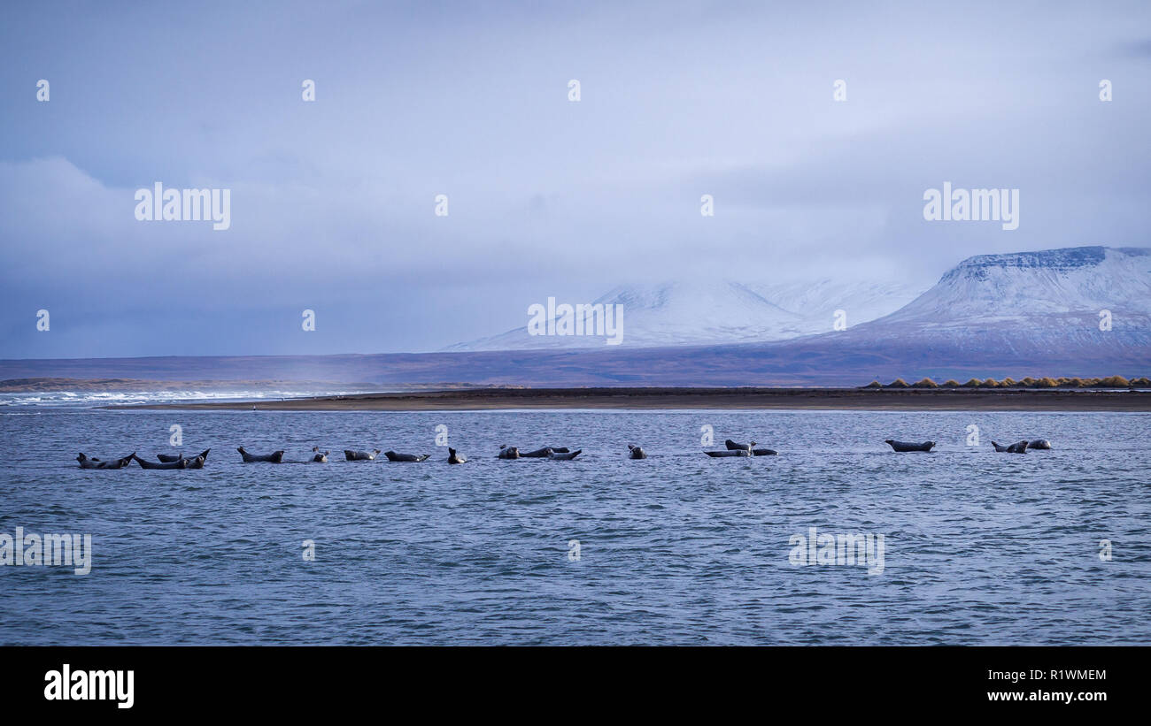 Harbor seals near the Hvitserkur beach in Iceland Stock Photo