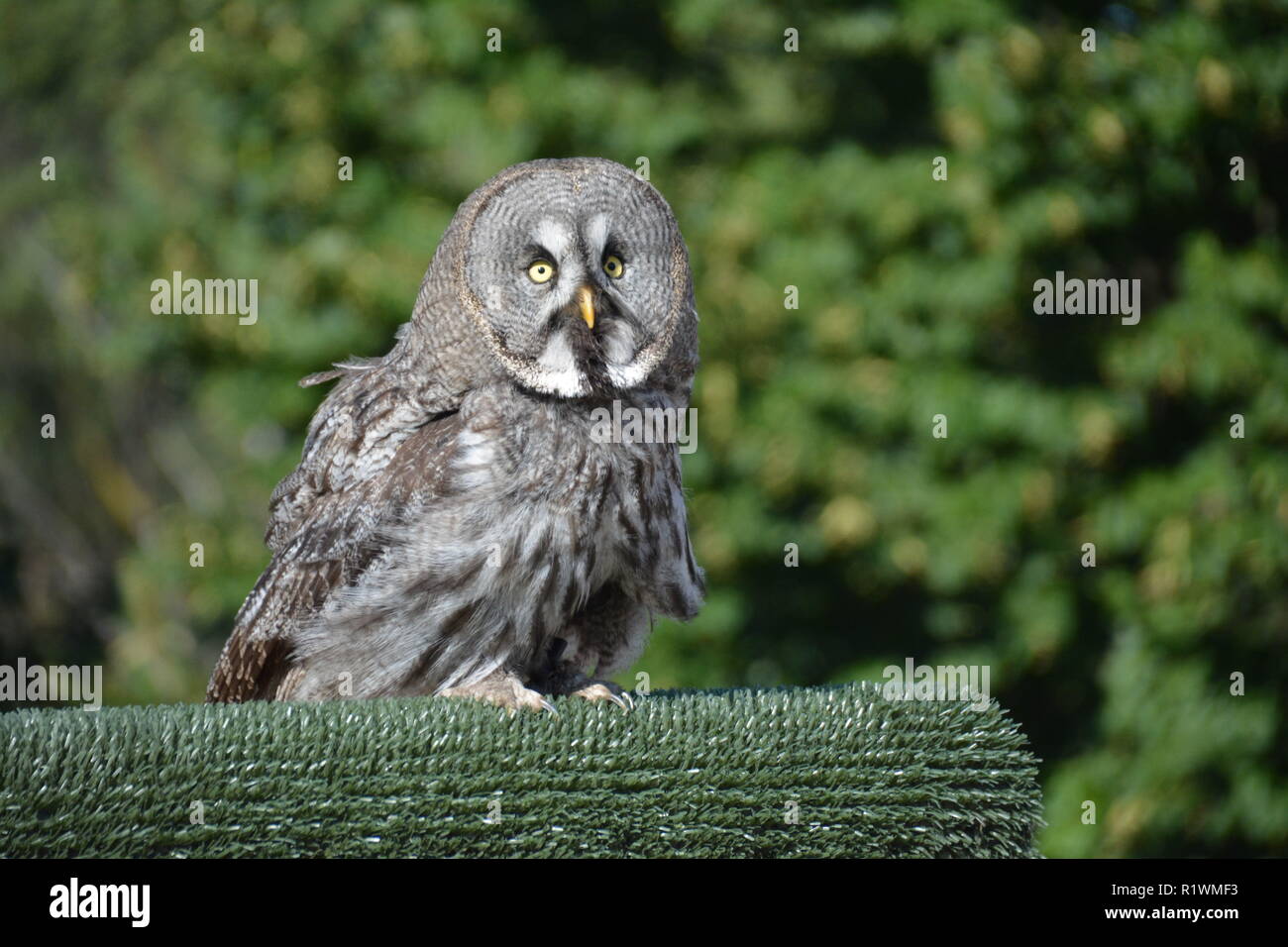 Strix nebulosa full body daily picture with green trees background Stock Photo