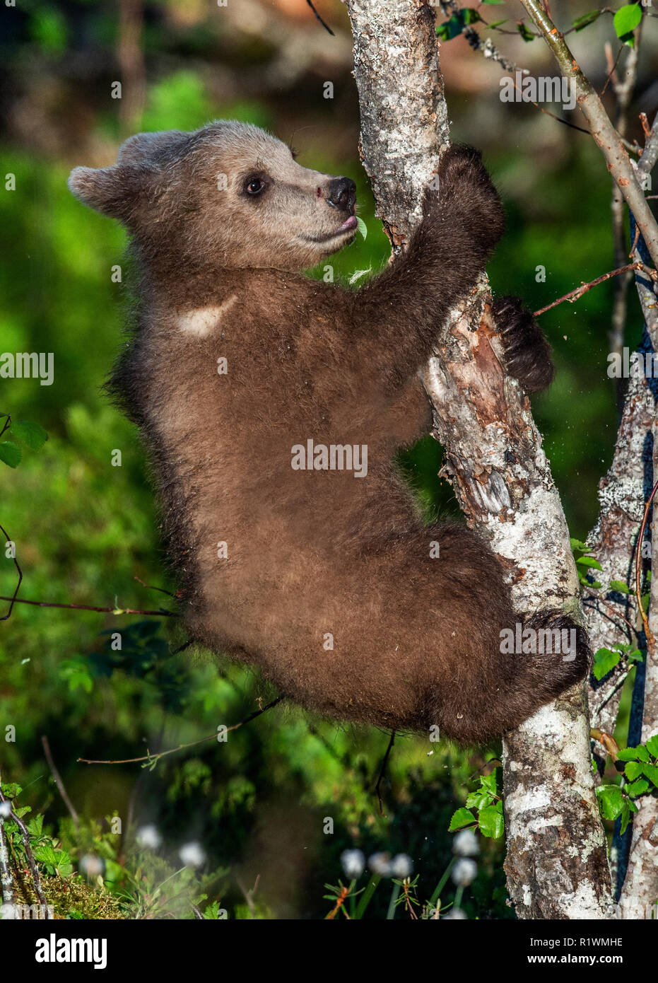 Brown bear cub climbs a tree. Natural habitat. In Summer forest ...
