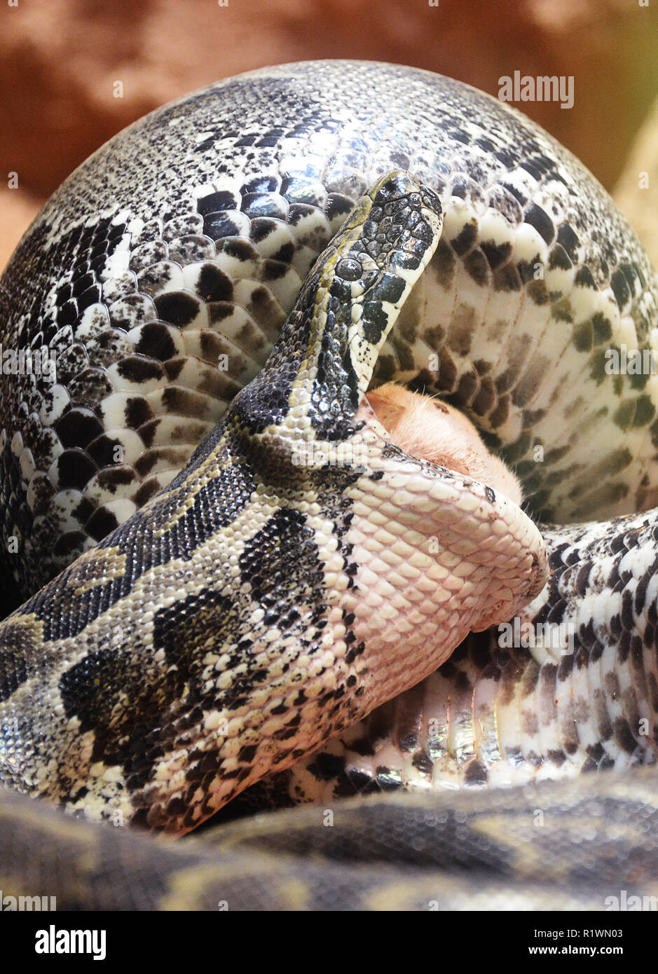 African Rock Python Swallowing Pray Stock Photo