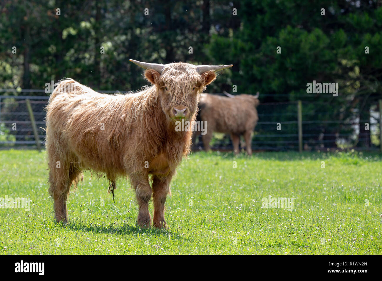 Young highland cattle raised on a farm in Oxford, New Zealand Stock Photo