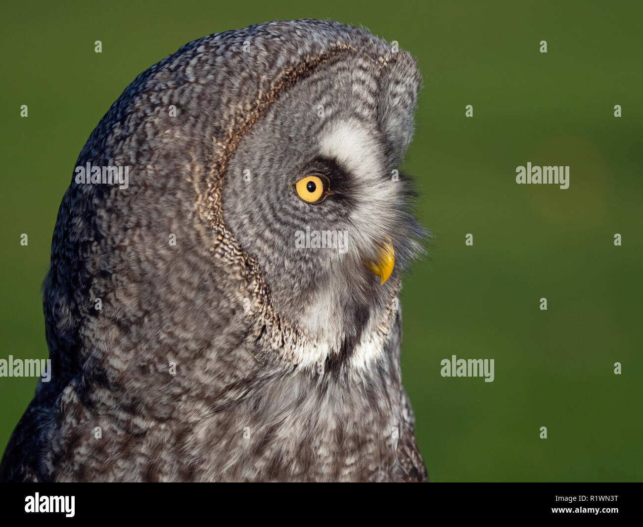 Great grey owl or great gray owl  Strix nebulosa Stock Photo