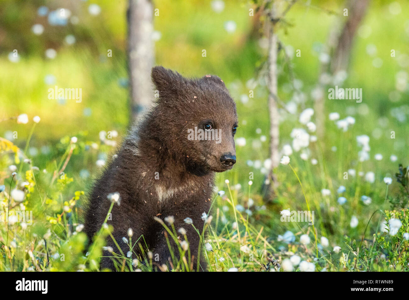 Brown bear cub in the summer forest among white flowers. Scientific ...