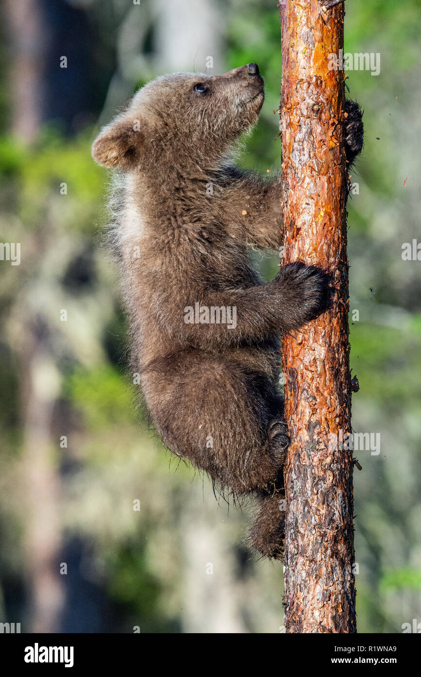 Brown bear cub climbs on a tree. Natural habitat. In green summer ...