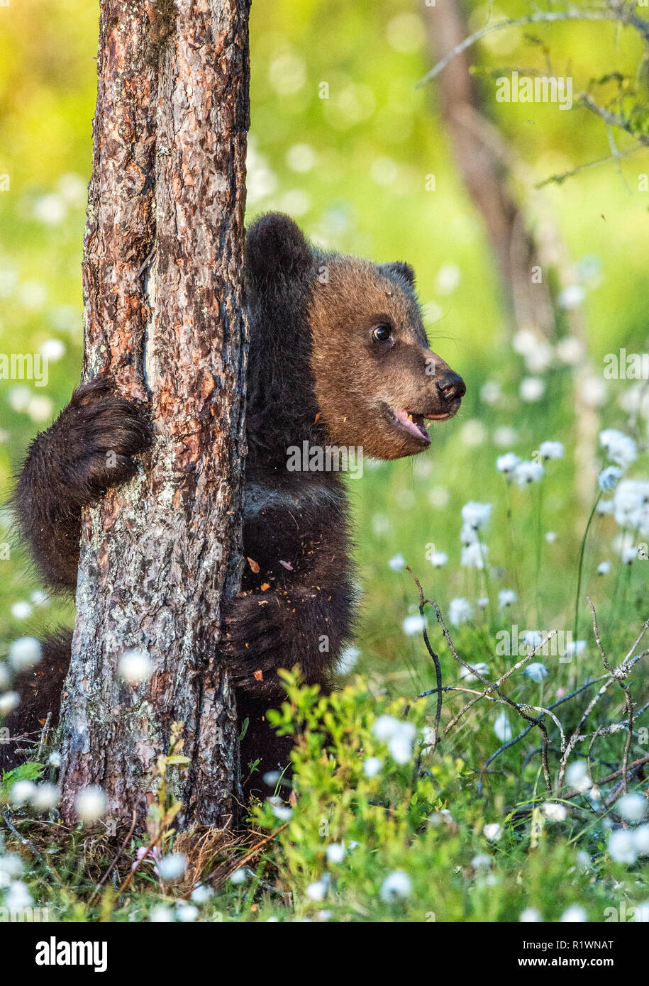 Brown bear cub hiding behind a tree in the summer forest among white ...