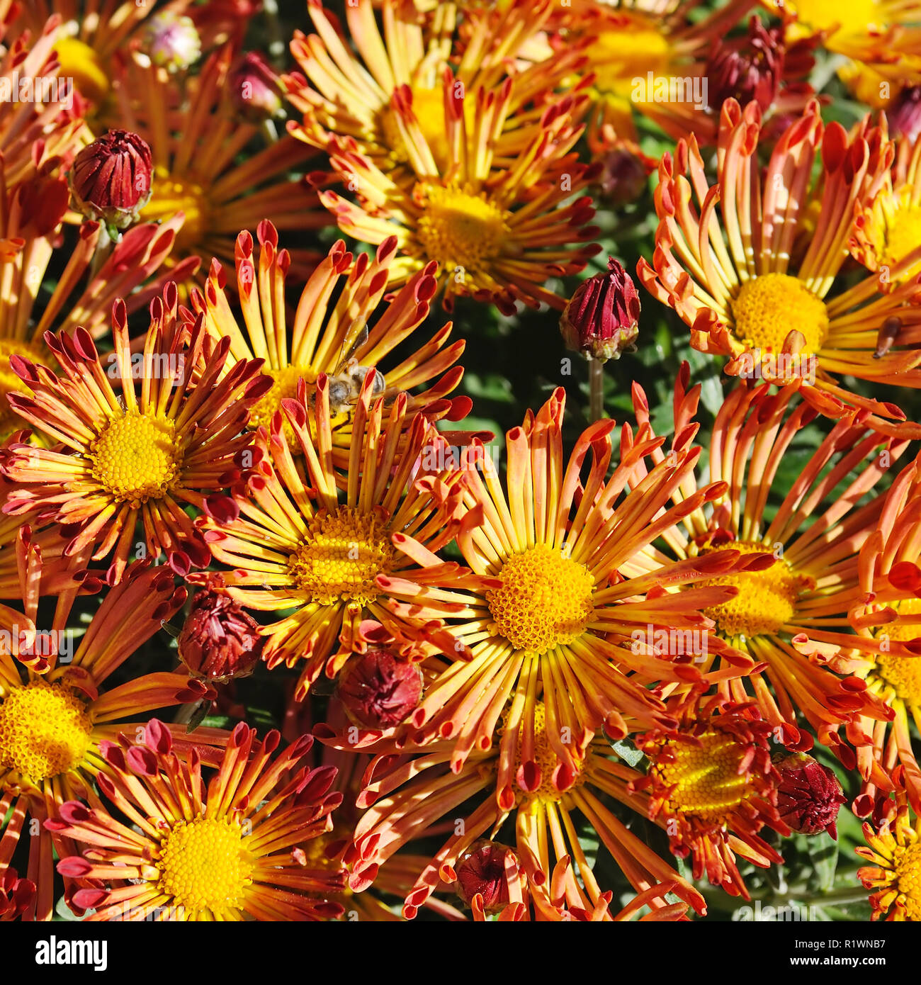 Chrysanthemum orange double hi-res stock photography and images - Alamy