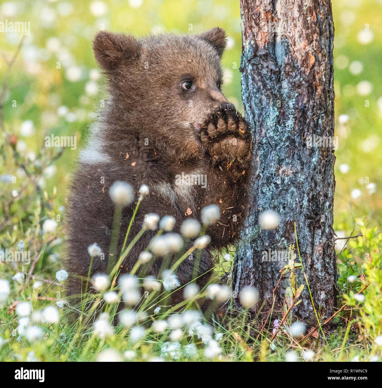 Brown bear cub in the summer forest among white flowers Stock Photo - Alamy