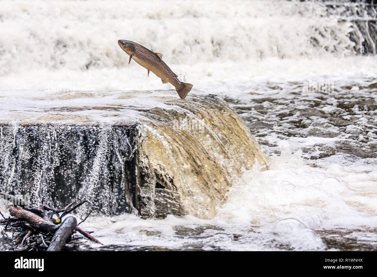 Leaping Sea Trout on its migration to the spawning beds upstream Stock Photo