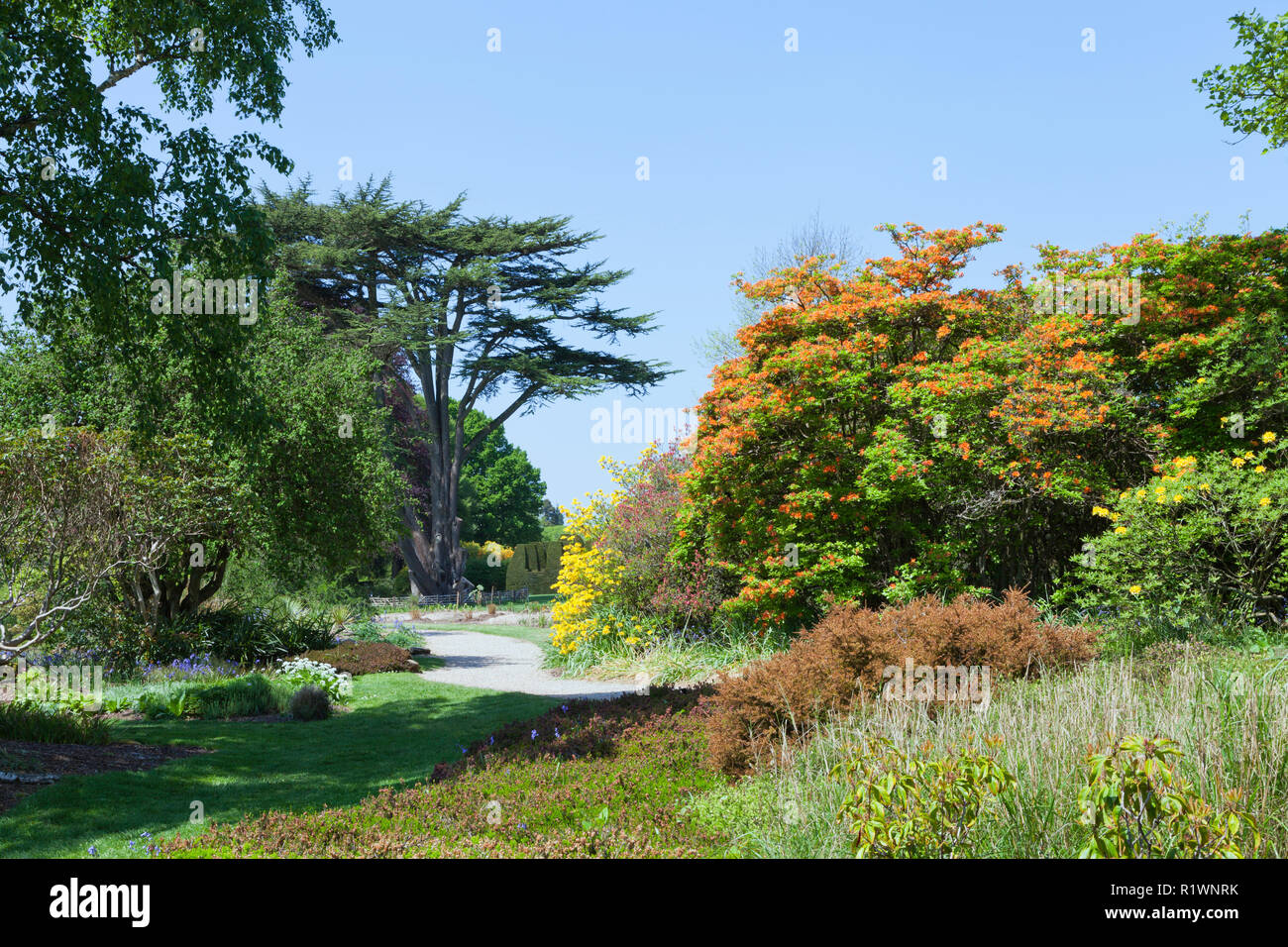 Park with flowering colorful azalea and rhododendron plants, spring flowers, mature trees, on a sunny day . Stock Photo